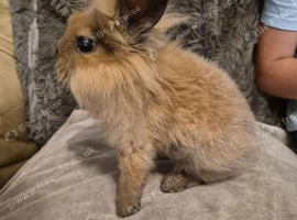 4 Cute Baby Lionhead X Rabbits
