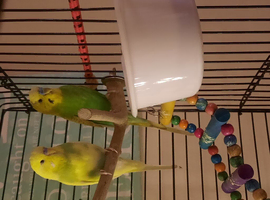 For sale, 2 budgies