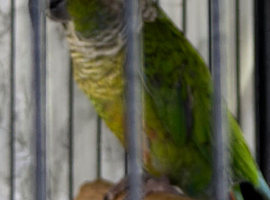 Baby green cheek conure