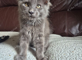Maine coon