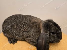 French Lop Boys