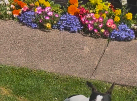Jack Russell female Dog 2 years old available forRehoming