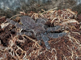 Juvenile Purple Earth Tarantula (unsexed) + enclosure