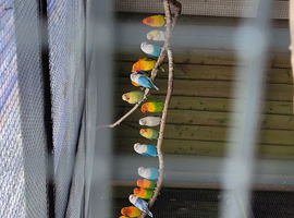Lovebirds for sale