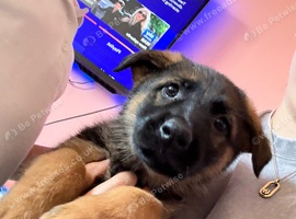 Last female German shepherd puppy
