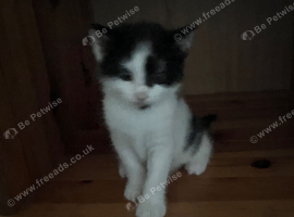 Kittens for sale