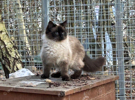 Maincoon x ragdoll