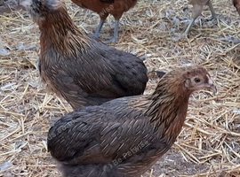 America's blue egg layers 19weeks old