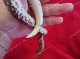 Snake