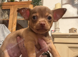 Chihuahua boy