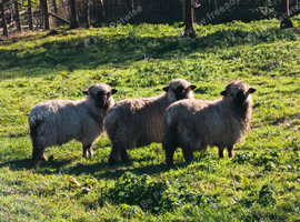 3x Vampshire lambs ( Val&iacute;as Black Nose z Hampshire)