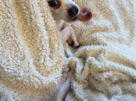 Cheap dog sitting!