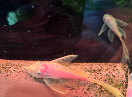 Breeding pair blue eyed Lemon bristle nose plecos