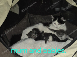 Beautiful 8-Week-Old Kittens Looking for Their Forever Homes