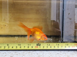 Mix fancy goldfish