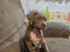 American mastiff pups