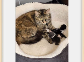 Kittens for sale