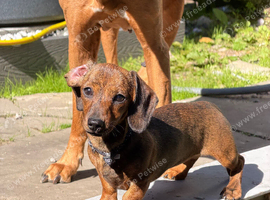 Ready to leave Brindle Mini Dachshund