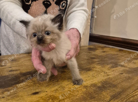 Ragdoll kittens