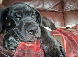 Beautiful Cane Corso Puppies For Sale