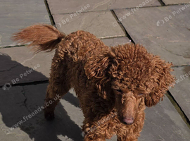 Stunning Red Toy poodle