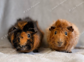 Retired Show Abyssinian Boars Looking for Their Forever Sofa