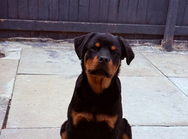 6 months old boy