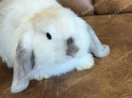 Rare colour female mini Lop