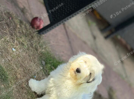 very handsome malshi pup