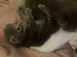 Kittens ready 3rd july