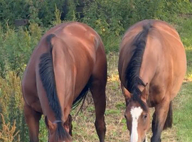 16,1 mare by magician