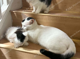 Kittens for sale