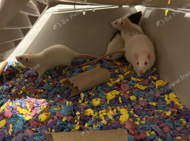 4 female rats