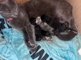 7 beautiful kittens ready in 7 weeks will be wormed , deflead and litter trained