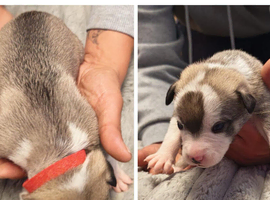 Beautiful staff cross American bull