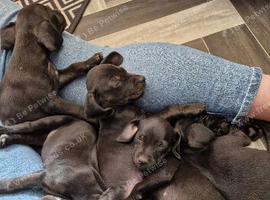 Patterdale x beagle