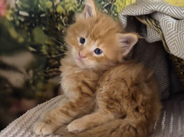 Pure Maine coon kittens