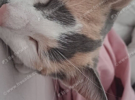Calico female cat