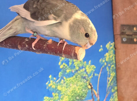 5 x Kakarikis for sale - 12 weeks old
