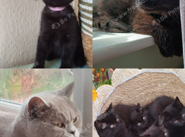 Fluffy & Shorthair British x Siberian Kittens