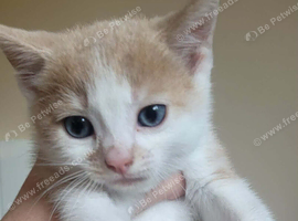 Ginger tabby's kittens ready to go