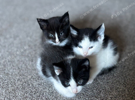 Kittens