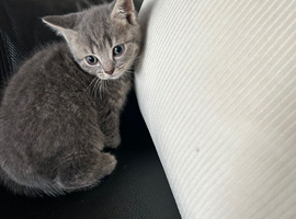 British shorthair