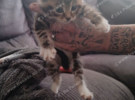 Beautiful cross kittens
