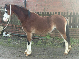2 year old welsh a gelding