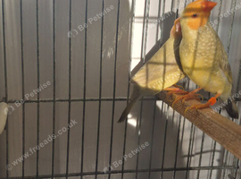 Two male star finches