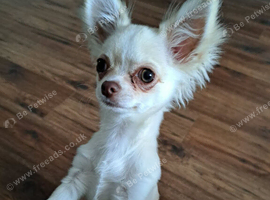 Chihuahua