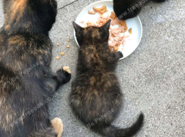 Kittens x 2