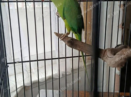 RIingneck parrot
