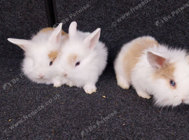 3 beautiful girl mini lops for reserving